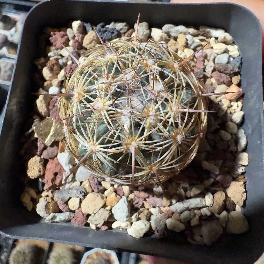 实生针鼠丸脱土发货