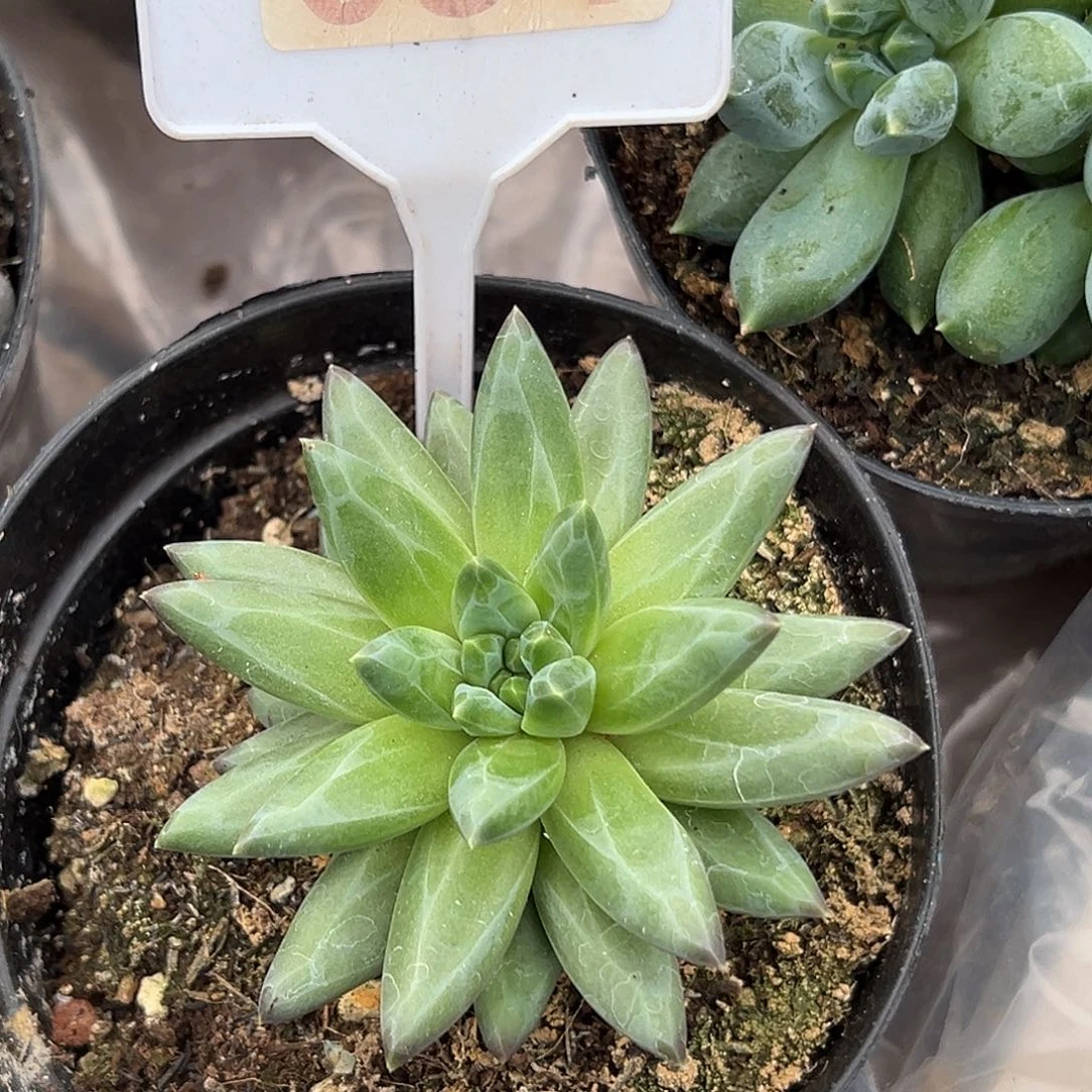 暗纹美人多肉植物034