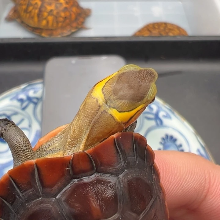 种***）绿毛龟母我也不知道我为什么