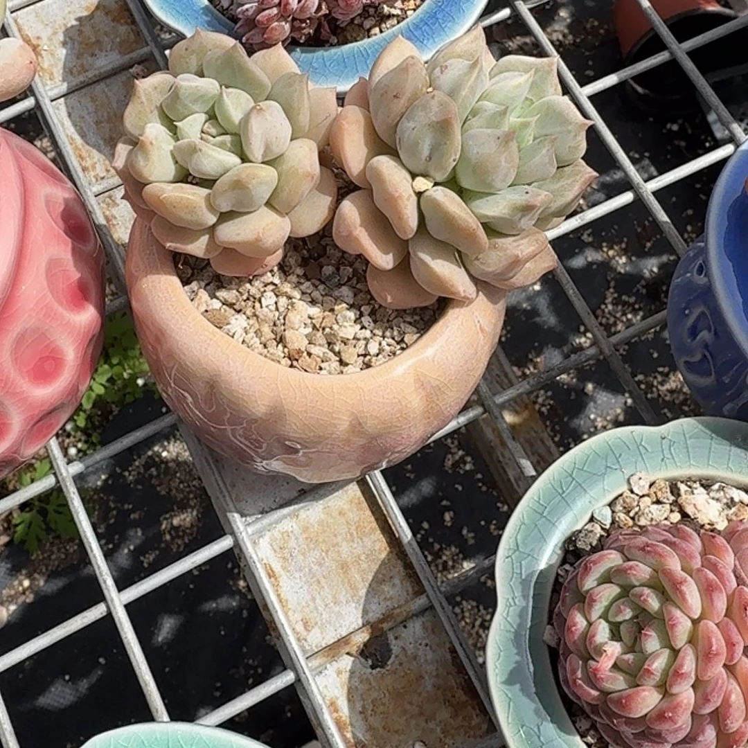 超奶带盆多肉植物精品