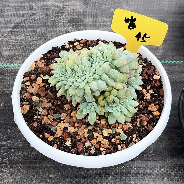 缀化45号码牌子的
