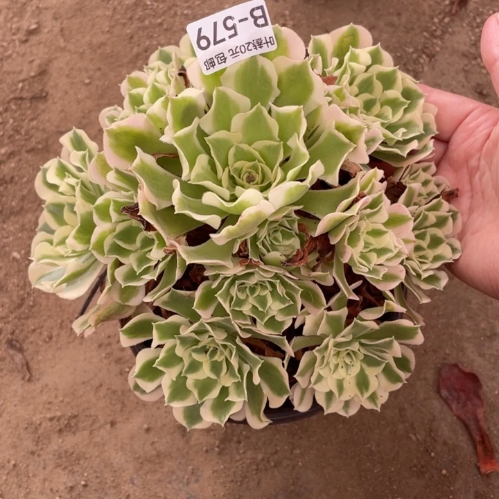 579雨花时多肉12345789