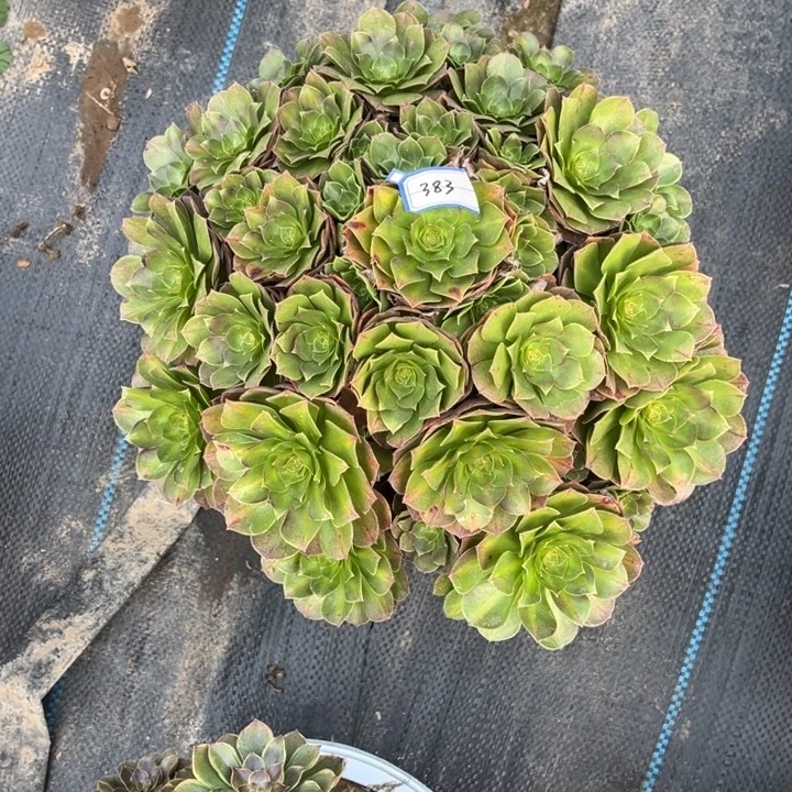 383抹茶多少植物法师