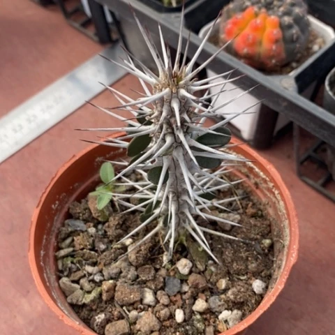 地狱魔针1仙人球