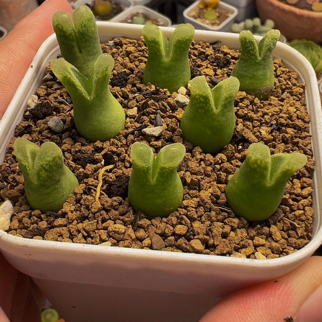 652多肉植物种类多样