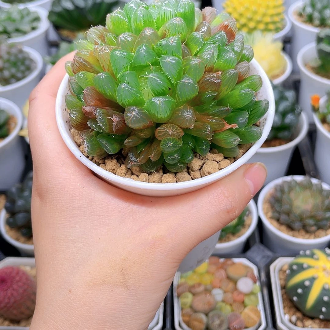 多头彩虹玉露，原盆