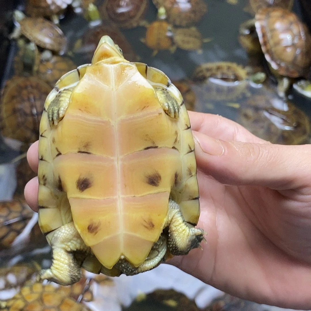 不分公母绿毛龟我**逸