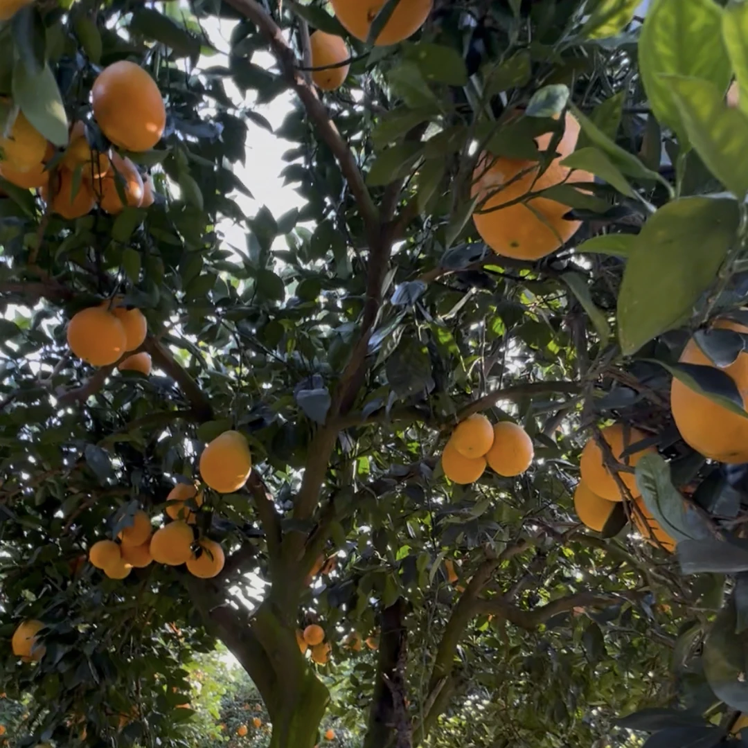 宜昌当季大果纽荷尔脐橙