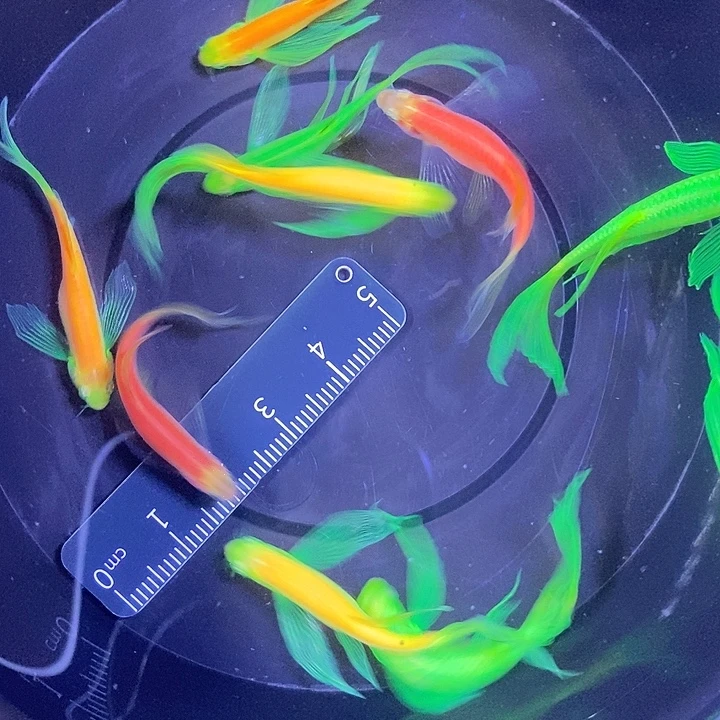 斑马鱼蝶翼斑马4厘米8送2