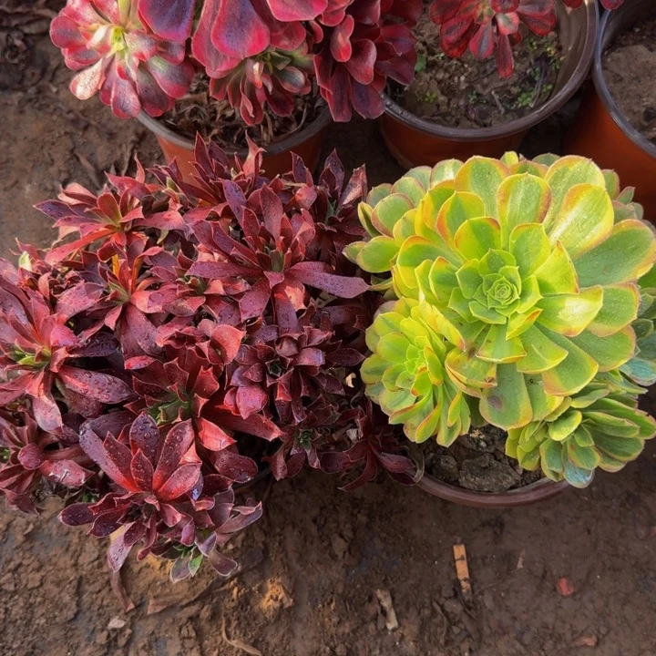 凤凰➕奶白9.9。