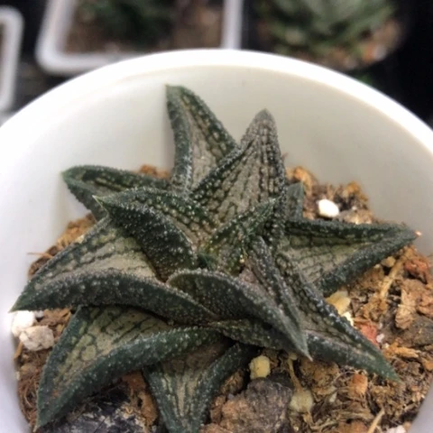 锦带桥带盆发货哈哈哈