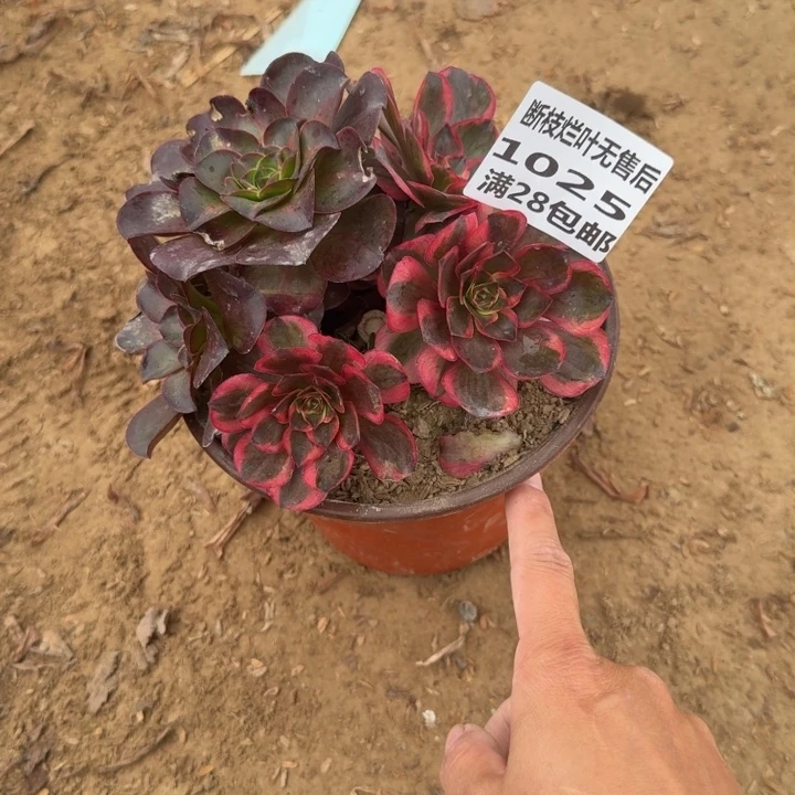 静***开1025二号棚纳福丛林B
