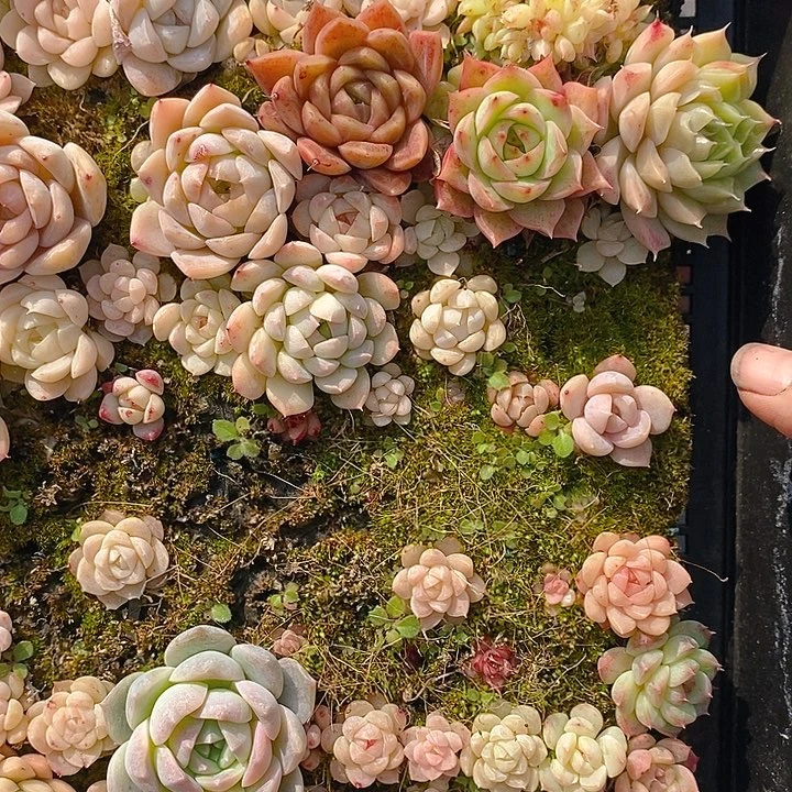 154 多肉植物盆栽花卉植物