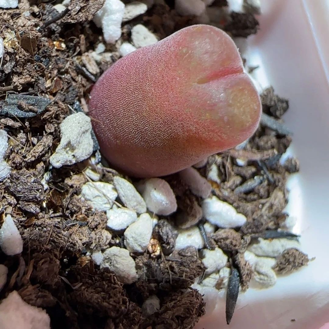 肉锥多肉植物百科26-10km风铃921