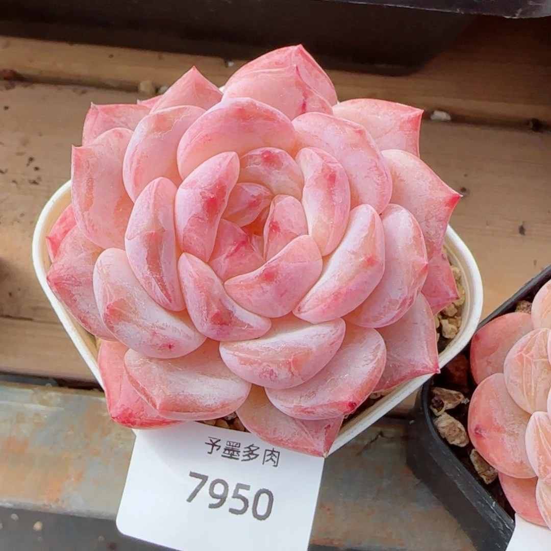 黛玉冰魄，7950多肉植物