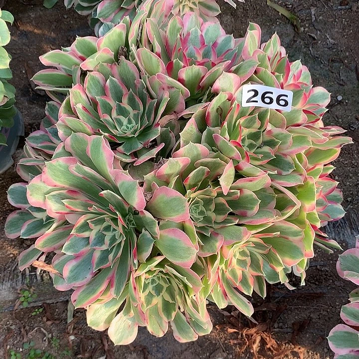 多肉植物丛林叶罗刹266