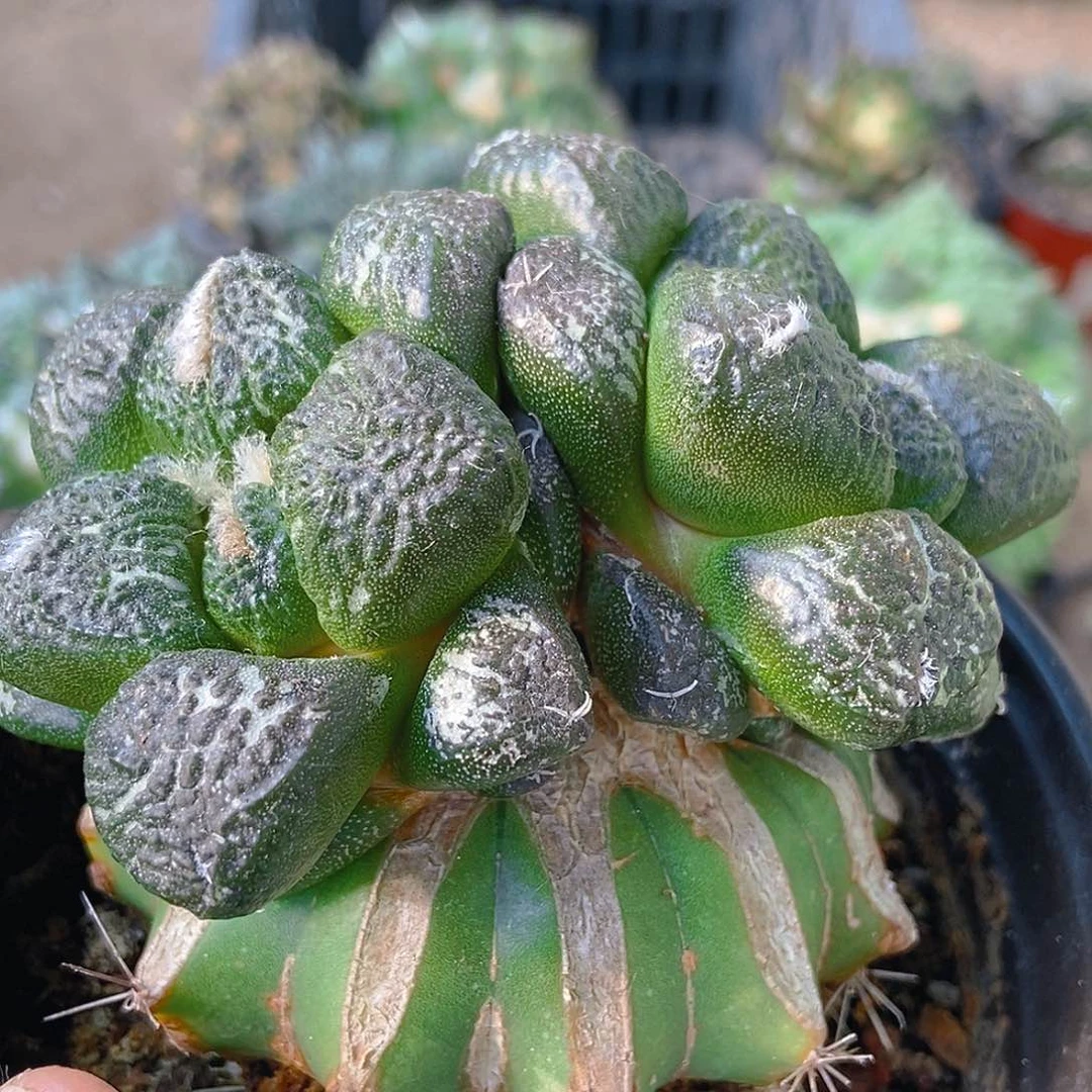 无花朵福利双头大尤连山牡丹018