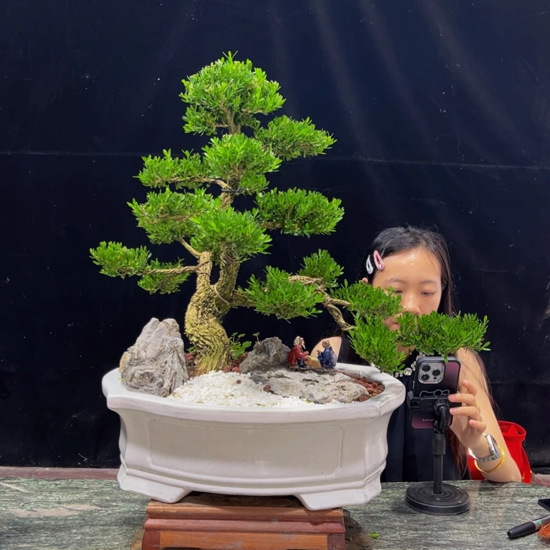 无花朵广东黄杨四季常青