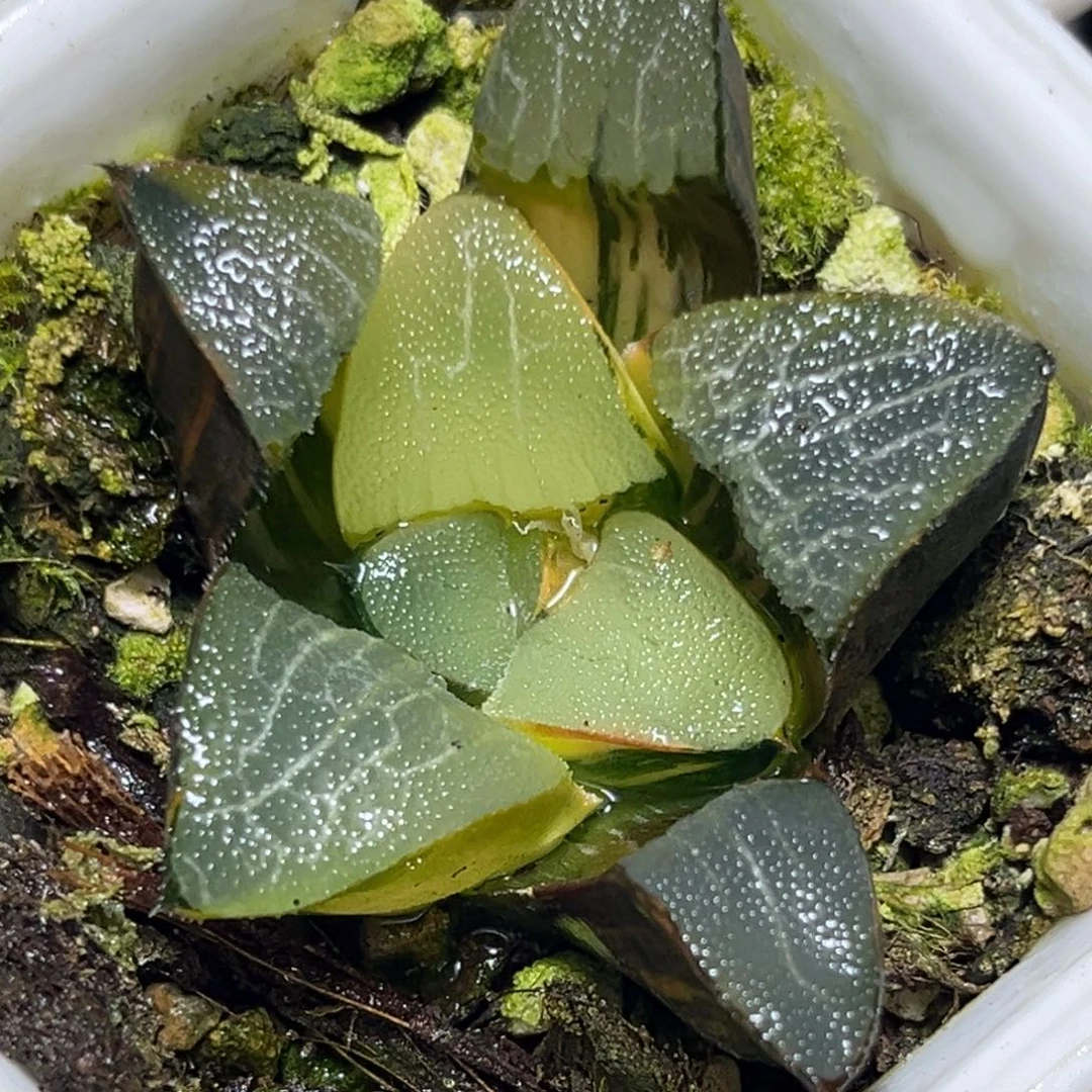 十二卷多肉植物1696巨人兵