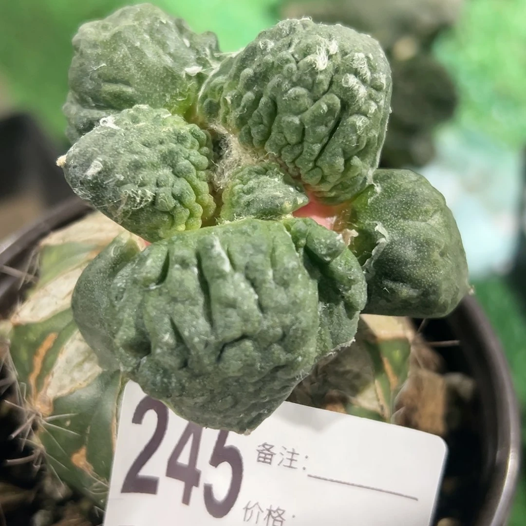 大尤怒涛牡丹245