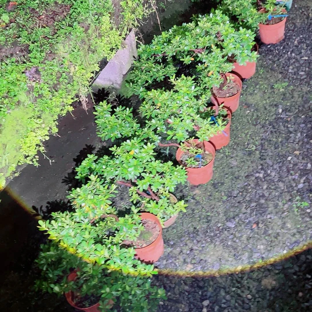 无花朵盆景皋月杜鹃若惠比须