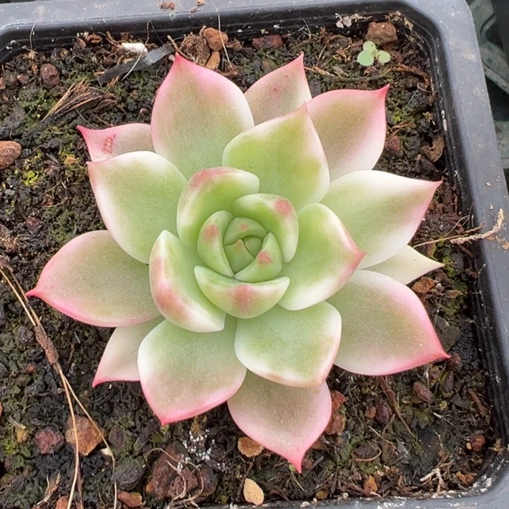 灵魂锦一物一拍锦龙