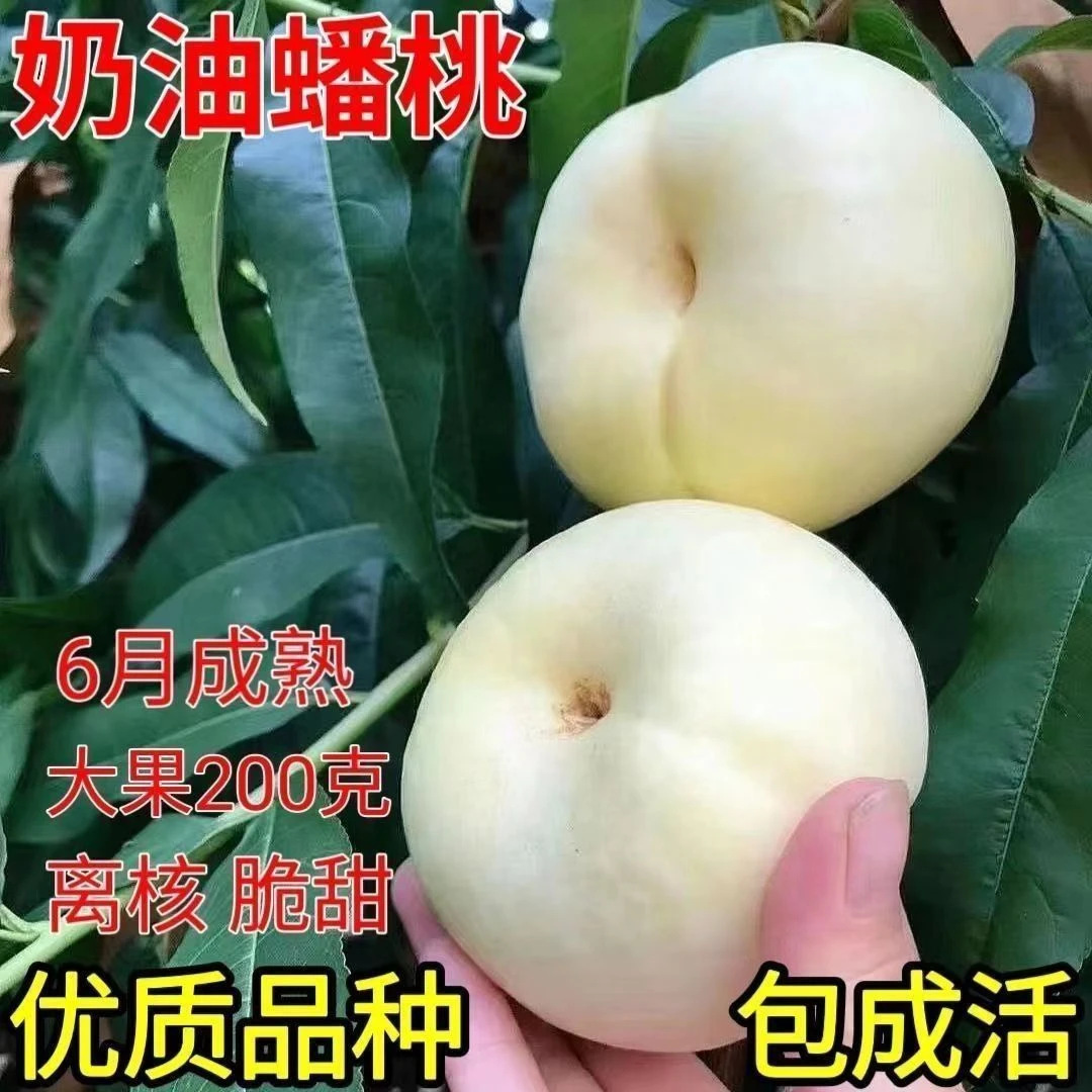 正宗嫁接奶油白蟠桃树苗嫁接苗南北方种植耐寒好养当年结果苗