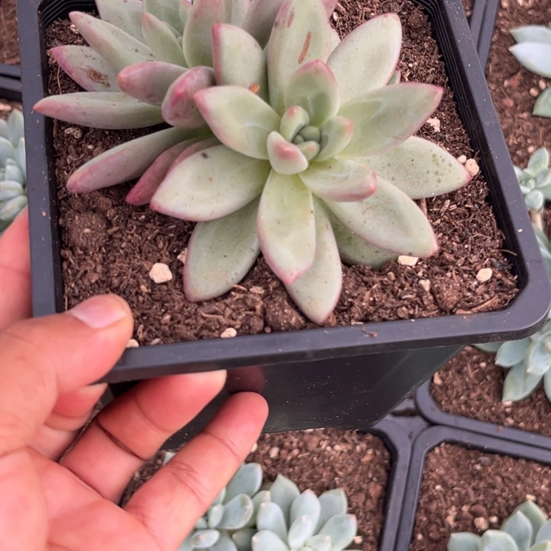 心***赫本多肉植物小苗11