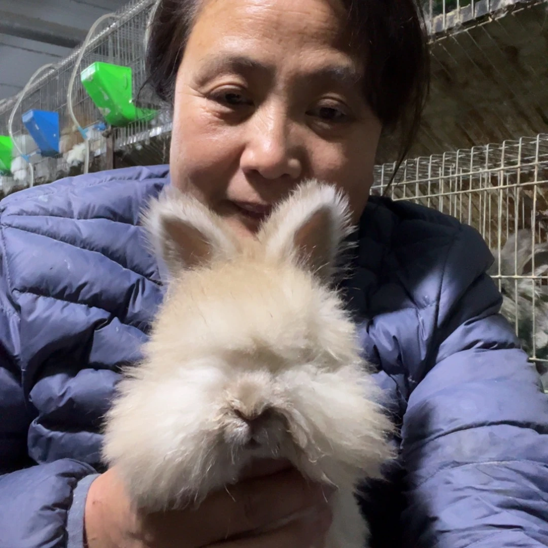 双血统英系安哥拉兔