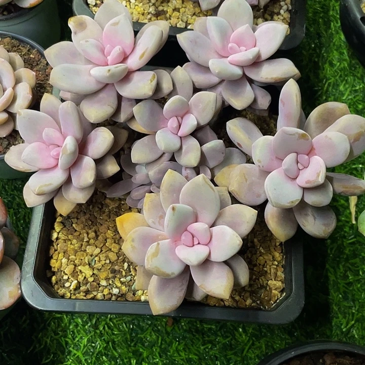 *****一物一拍一物一拍