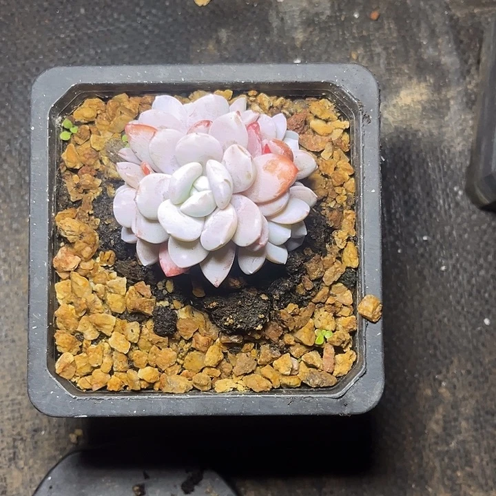 *****多肉植物雪莲多头