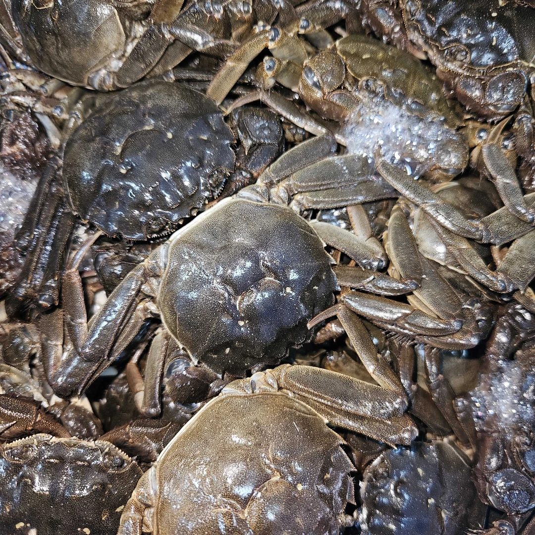 黄螃蟹（0.9两-1两）