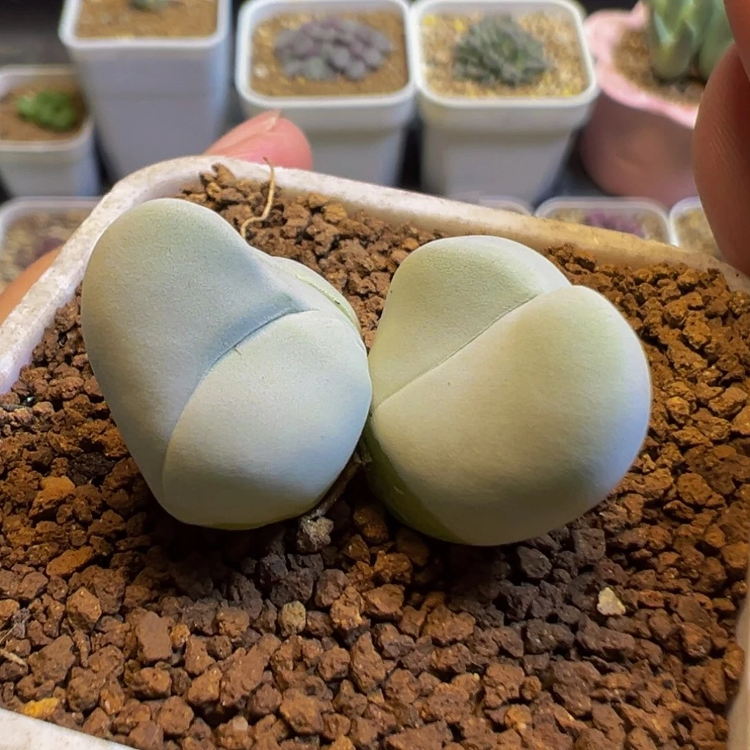 112多肉植物种类多样