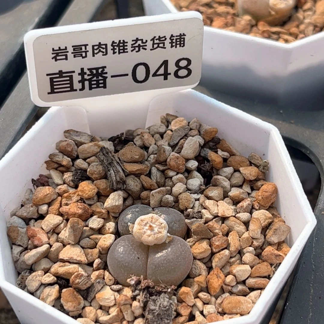 梅萨种源红宝石风铃双头