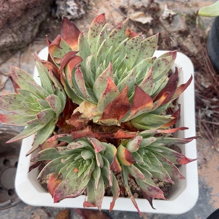 伊静思苹果叶～仙女杯2301