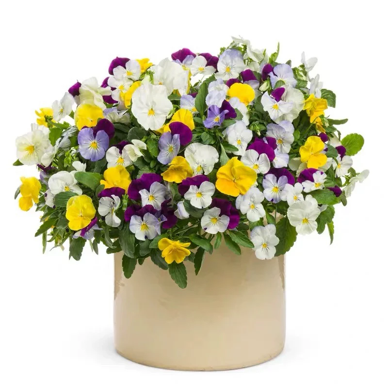 角堇三色堇耐寒易养花卉适合阳台庭院种植