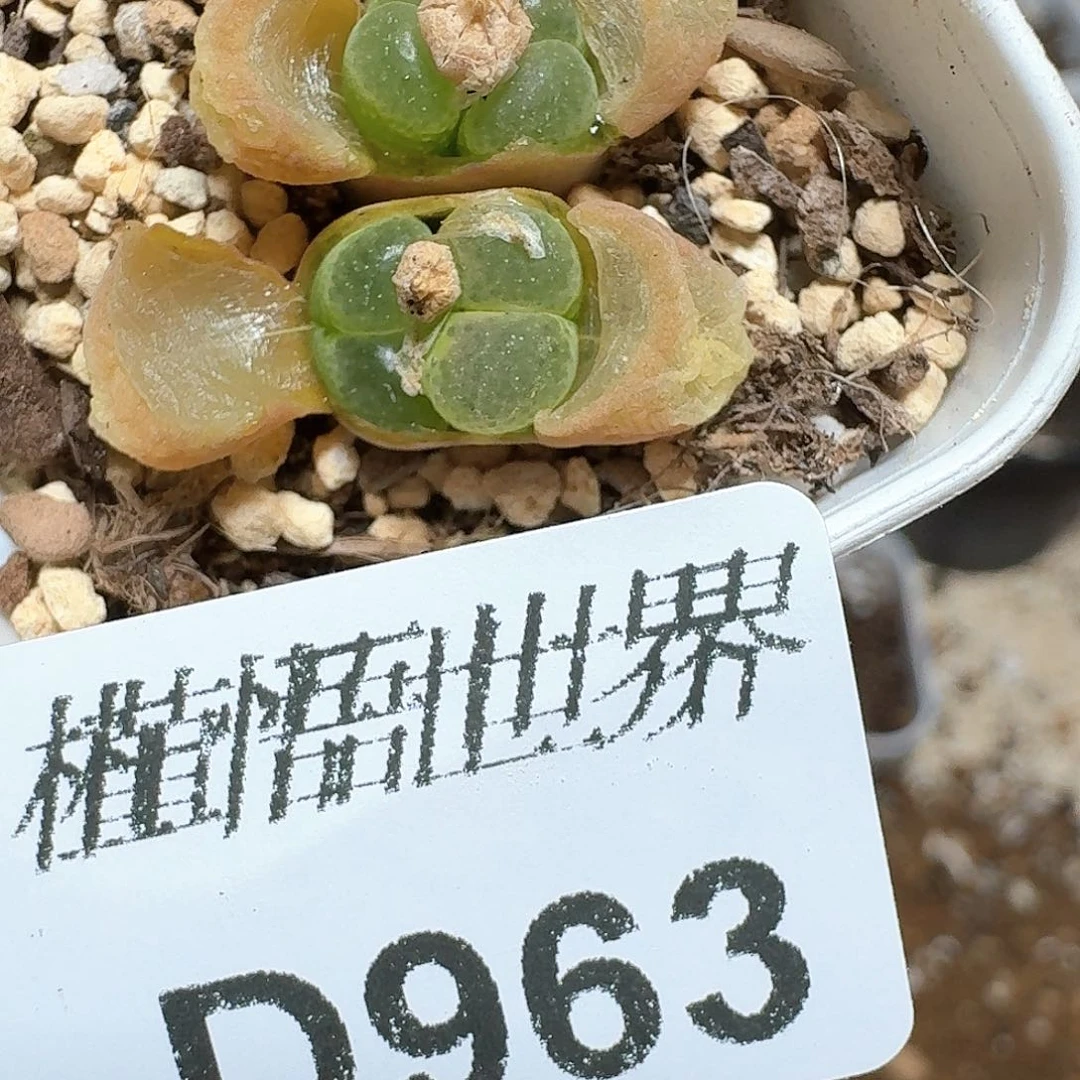 963号多肉植物哇f g