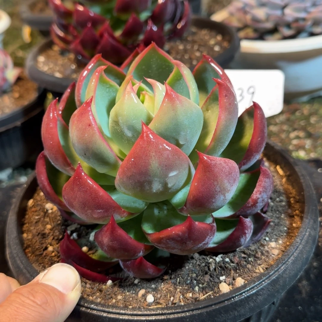 惊鸿一物一拍包装收缩花旱439