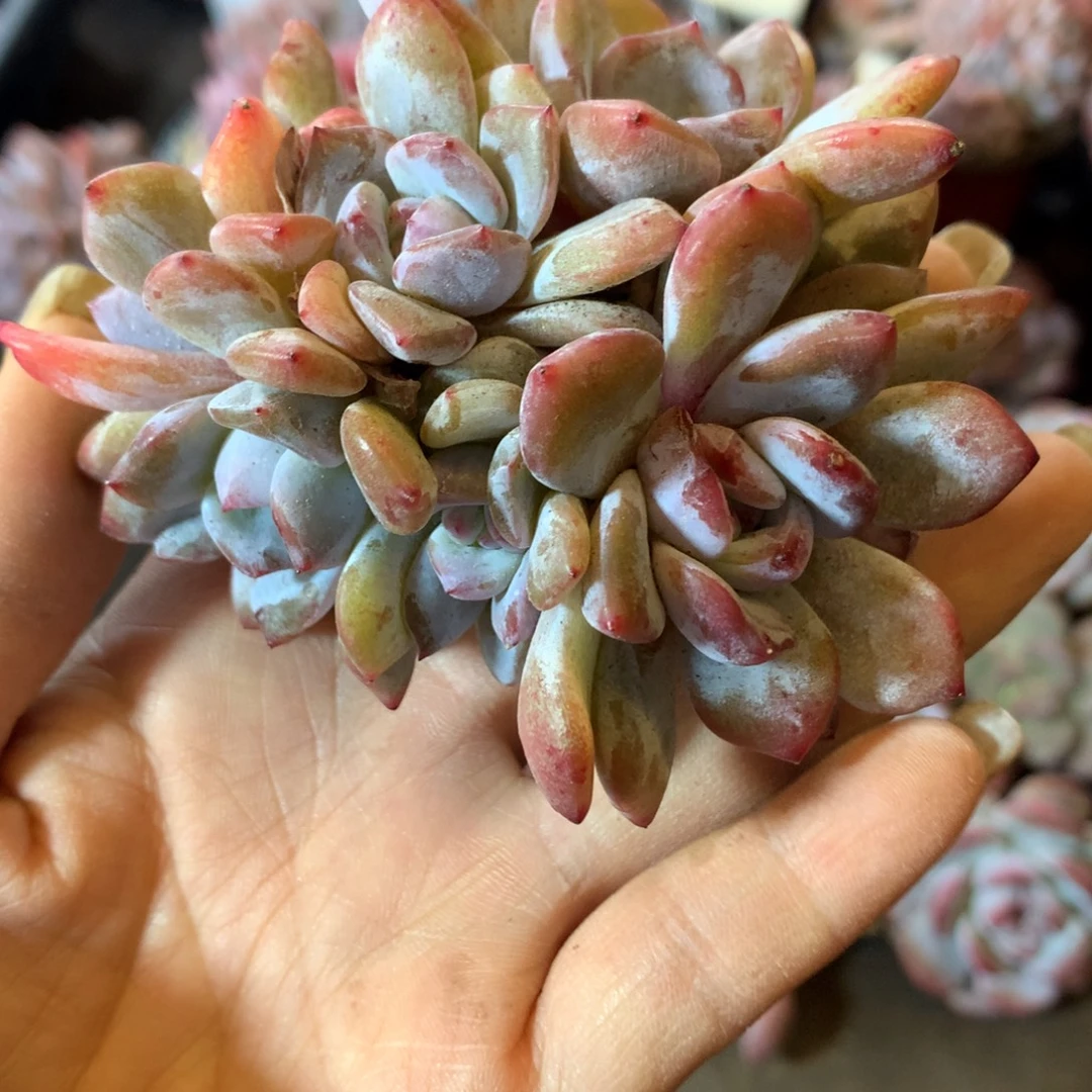 想好再拍，退了拉黑，理性购物