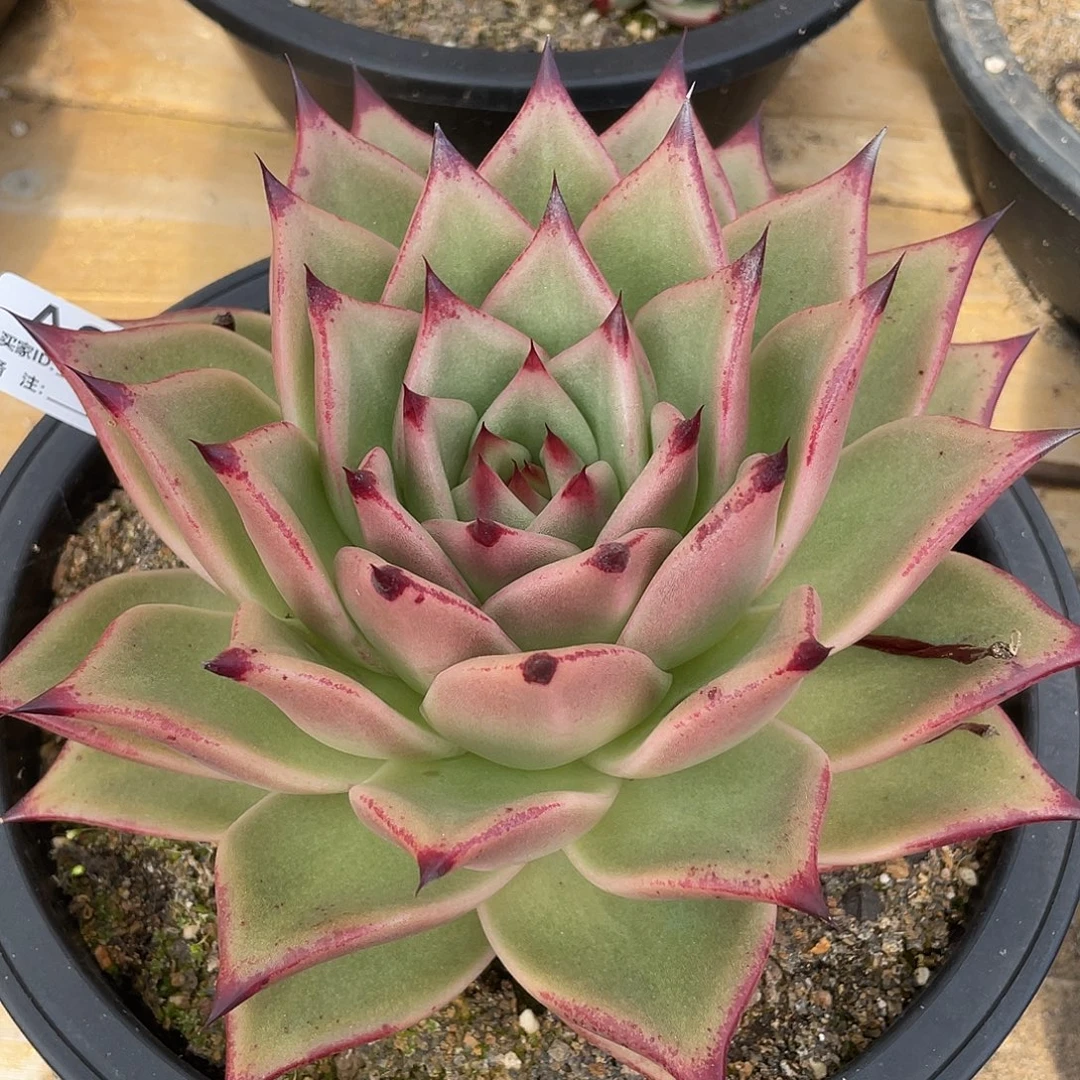 若如东云单拍A652