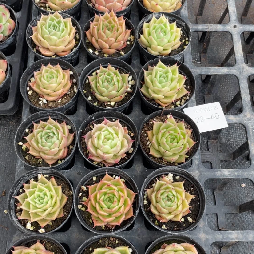 一物一拍18颗22-40