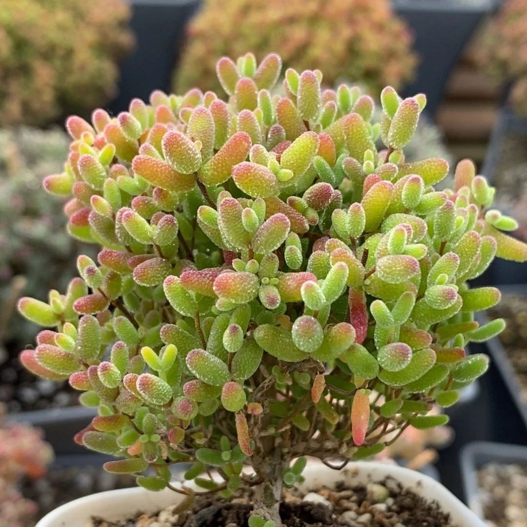 蜜橘糖球6558枝干番杏