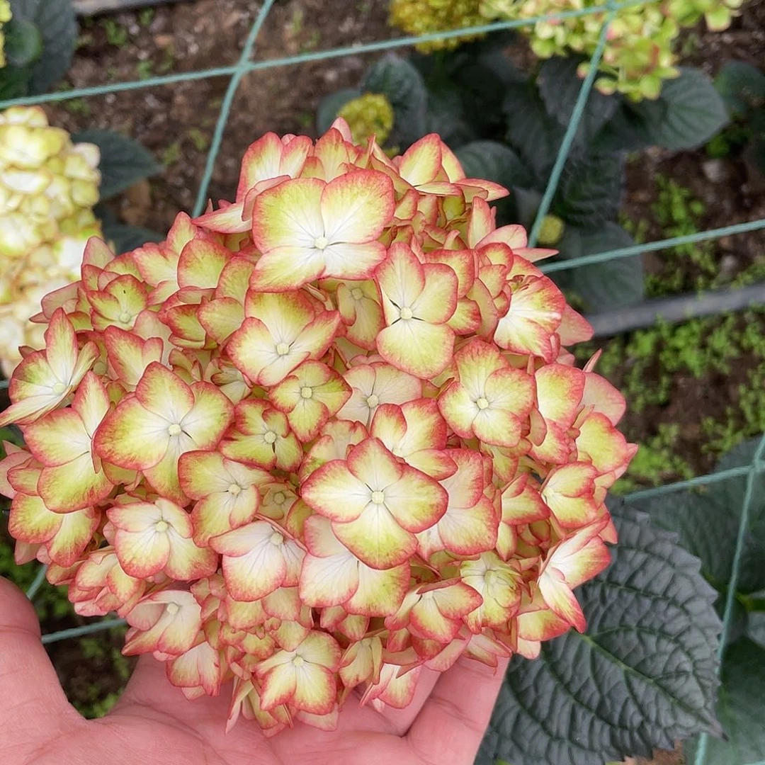 绣球切花一物一拍3枝起包邮，12