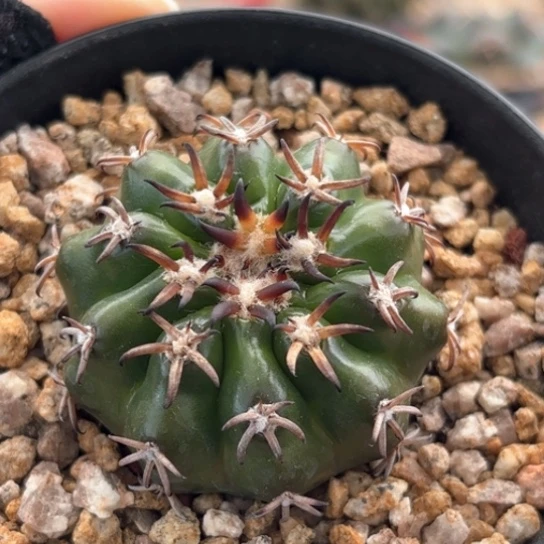 仙人球实生猫爪圆盘玉