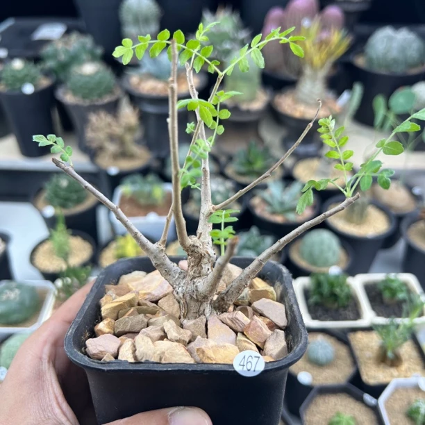 尼勒达乳香橄榄种播实生一物一拍