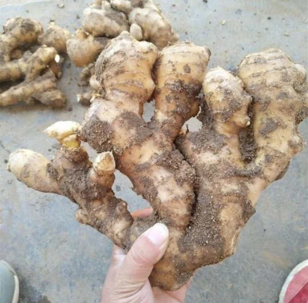 农家自产乡村集市代购生姜