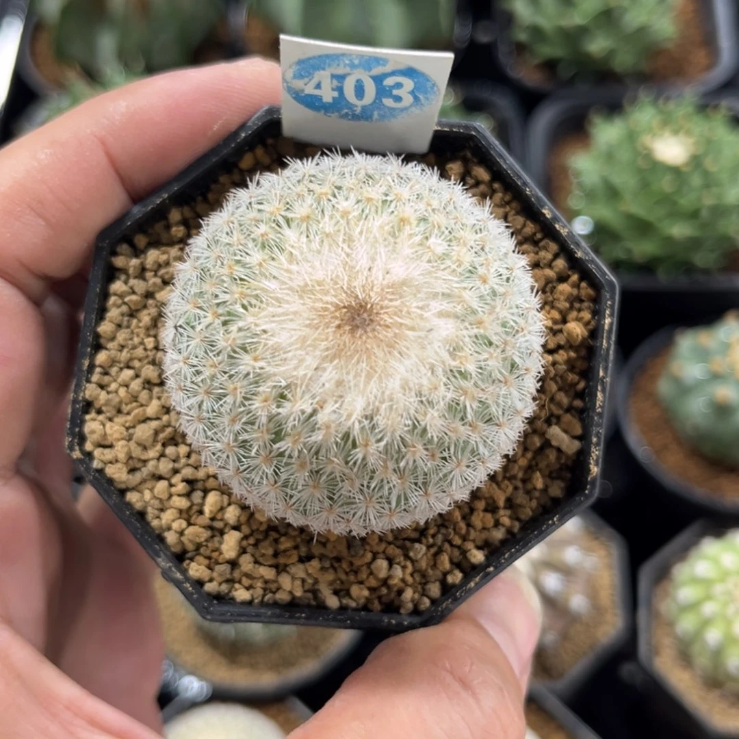 403实生月世界带盆带土发货
