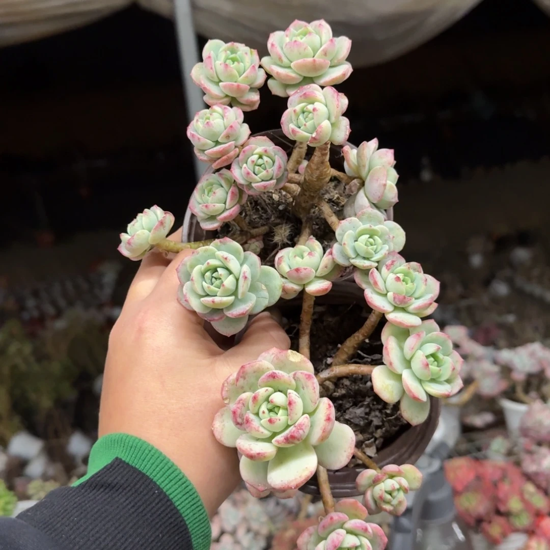 香草两盆老桩多头