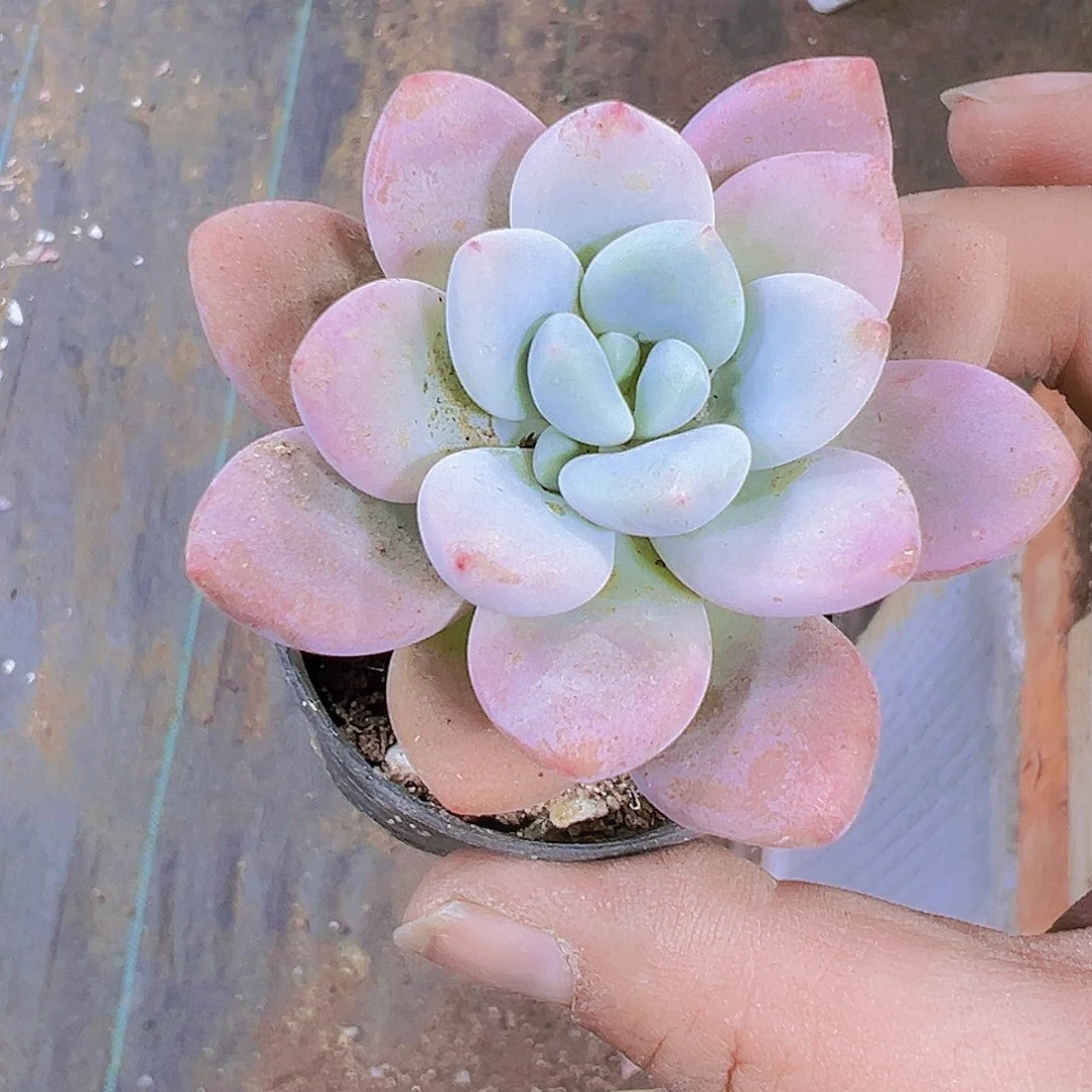 洛神大单头2个19bao you