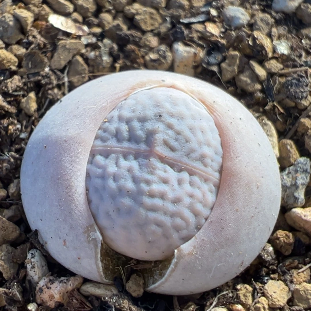 240多肉植物百科植物